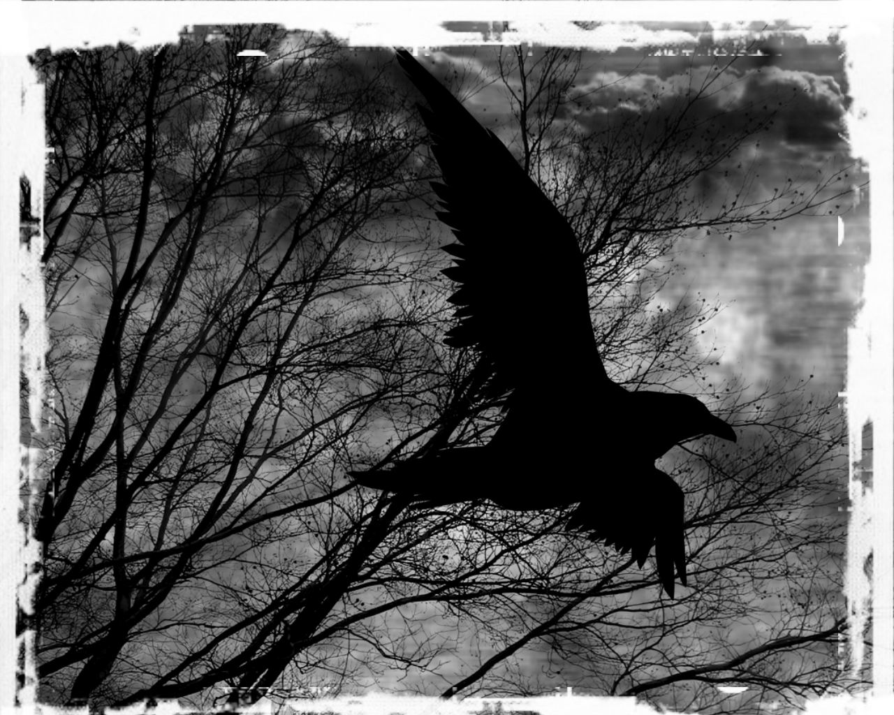 __the_raven__