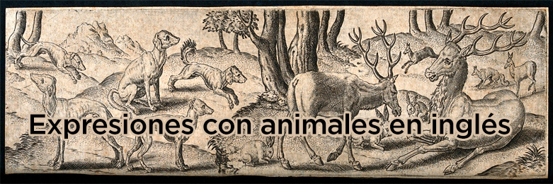 grabado antiguo de animales diversos, y encima el texto «Expresiones con animales en inglés»